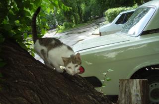 Ветеринары: кошки не могут спуститься с дерева из-за анатомии когтей