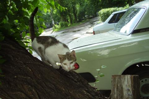 Ветеринары: кошки не могут спуститься с дерева из-за анатомии когтей