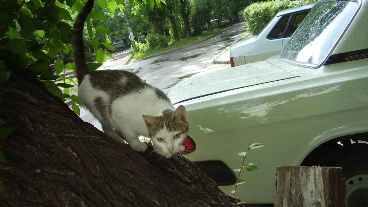 Кошка на дереве