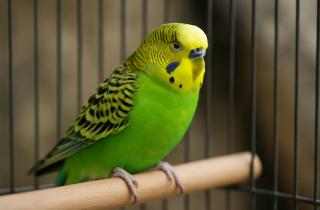 Волнистый попугай может молчать из-за стресса и редких занятий — зоологи