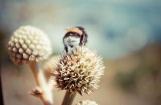 Шмели умеют различать сигналы азбуки Морзе по длительности импульсов — Александр Дэвидсон