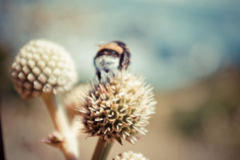 Шмели умеют различать сигналы азбуки Морзе по длительности импульсов — Александр Дэвидсон