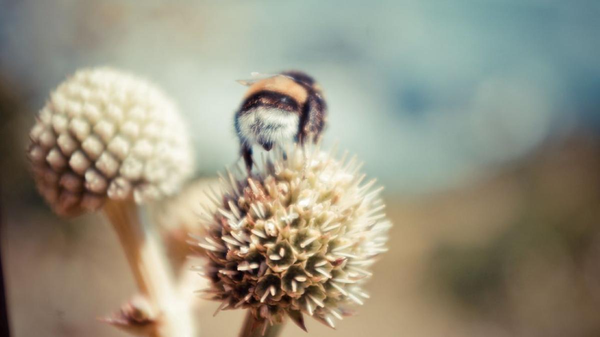 Шмель сидит на растении