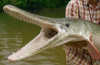 В Югре зафиксирован крупный улов: щука весом 13,7 кг поймана на Северной Сосьве