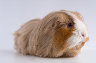 Эксперты: морским свинкам нужен компаньон — одиночество вызывает стресс и болезни