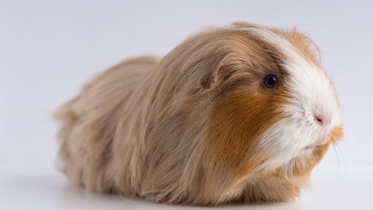 морская свинка