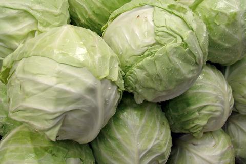Позднеспелая капуста сохраняется до 6 месяцев при правильном хранении — агроном