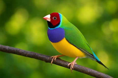 Орнитологи: амадины поют без перерывов до 12 часов в день