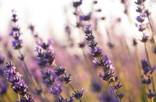 Лаванда лучше растёт в бедной щелочной почве с хорошим дренажом — House Digest