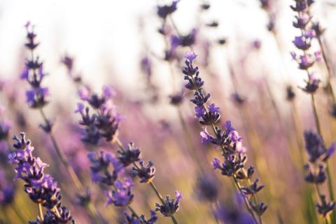 Лаванда лучше растёт в бедной щелочной почве с хорошим дренажом — House Digest