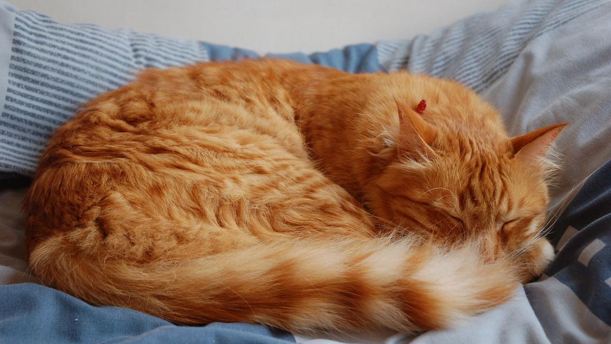 Рыжий кот спит на постели