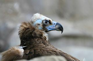 Грифы выполняют ключевую санитарную роль в экосистеме