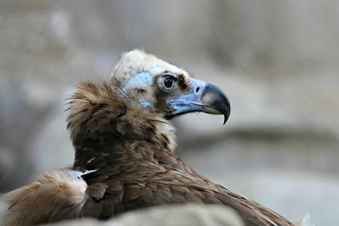 Грифы выполняют ключевую санитарную роль в экосистеме