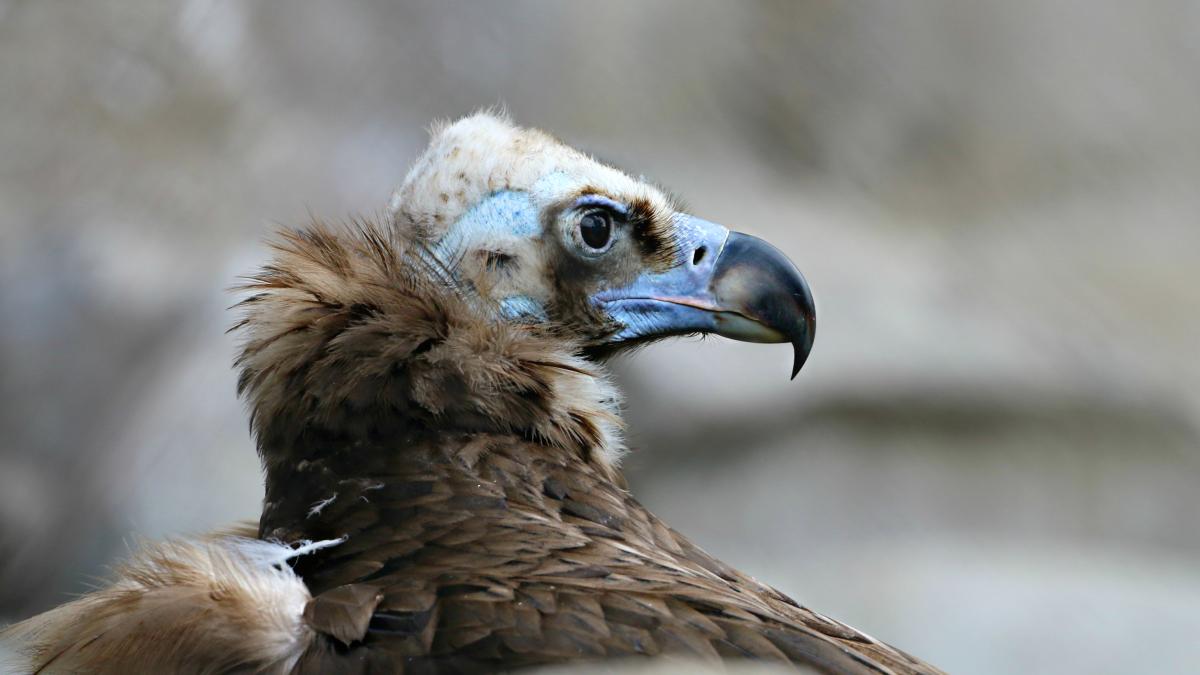 Чёрный гриф (black vulture)