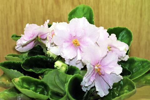 Учёные напомнили: фиалкам необходим отдых зимой для продления срока жизни