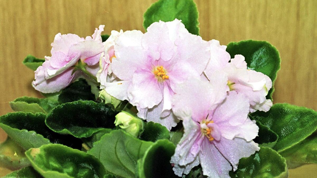 Сенполия фиалковая 'Nancy Leigh'