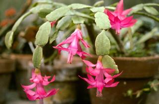 Цветоводы: обильный полив осенью мешает декабристу подготовиться к зимнему цветению