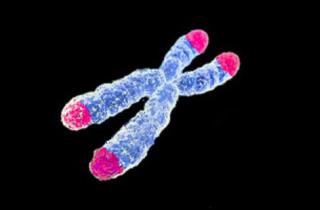 Слияние хромосом у ракообразных влияет на скорость эволюции — Ли