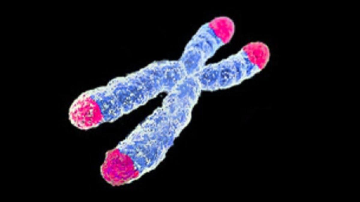 Теломеры хромосом