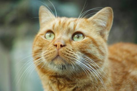 Коты или кошки: что учитывать при выборе домашнего животного