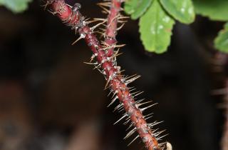 Учёные доказали, что клеточная стенка растений — живая структура – Лаура Нильсен