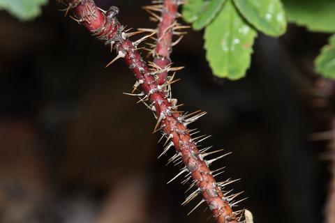 Учёные доказали, что клеточная стенка растений — живая структура – Лаура Нильсен