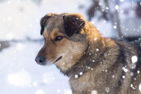 При нападении собаки не кричите и не бегите — кинологи