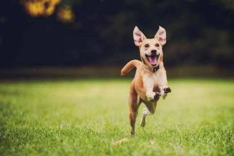 Клещи вышли из спячки: когда защитные меры для собак становятся особенно актуальными в этом сезоне