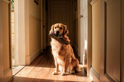 Тишина станет вашим другом: зная три простые техники, управление лайом собаки возможно всем