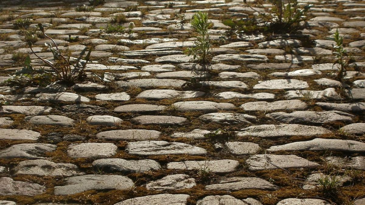 Сорняки на плитке