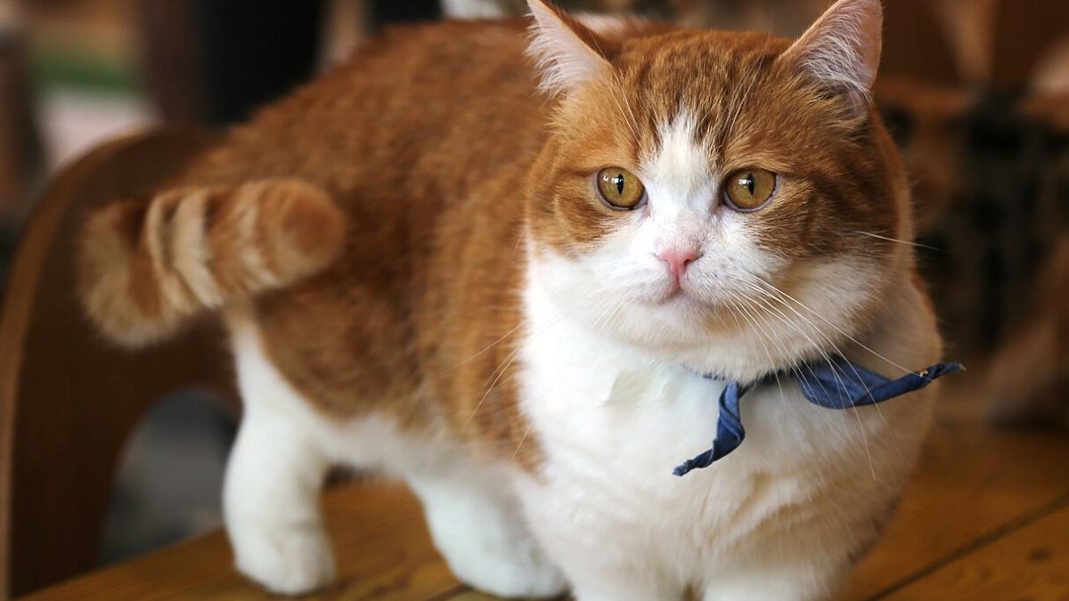 Кот на столе Кот на столе