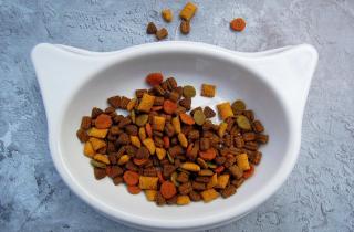 Запах еды притягивает — но что делать, если кот вдруг отказывается от пищи без видимых причин