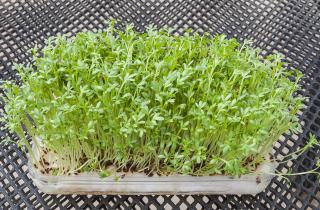 Доктор Эми Ли: кресс-салат содержит больше витамина С, чем апельсины, и больше калия, чем обычный салат