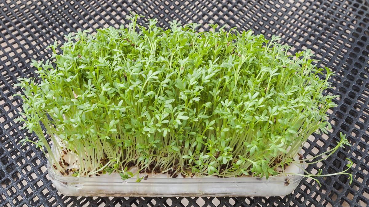 Кресс-салат