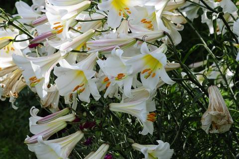 Лилии оставили аллергенную пыльцу на кухонных поверхностях, заявляют ботаниками