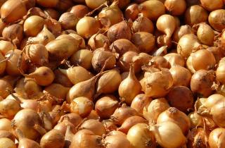 Лук-севок можно хранить до 6 месяцев при температуре 0°C до 10°C — агроном Рогова