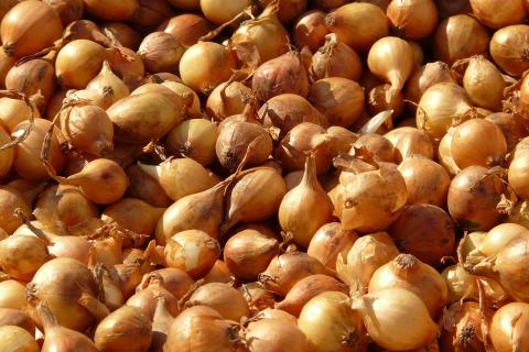 Лук-севок можно хранить до 6 месяцев при температуре 0°C до 10°C — агроном Рогова