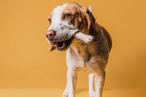 Когда любовь говорит без слов: как собака показывает привязанность через мелочи