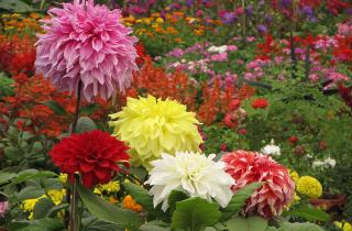 Клубни георгин избежали гниения при хранении в сухой теплице, объясняют ботаниками