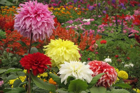 Клубни георгин избежали гниения при хранении в сухой теплице, объясняют ботаниками