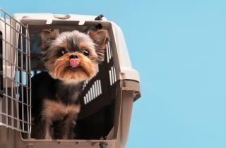 Как маленькая собака видит большой мир: страх и поведение в условиях гиперопеки