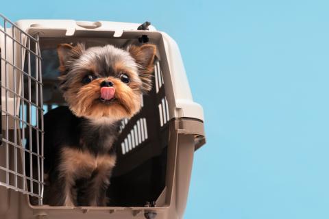 Как маленькая собака видит большой мир: страх и поведение в условиях гиперопеки