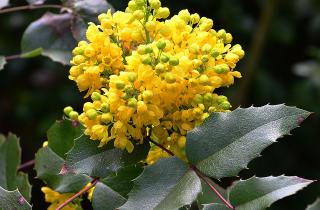 Магония падуболистная сохраняет зелень и декоративные плоды зимой — агроном