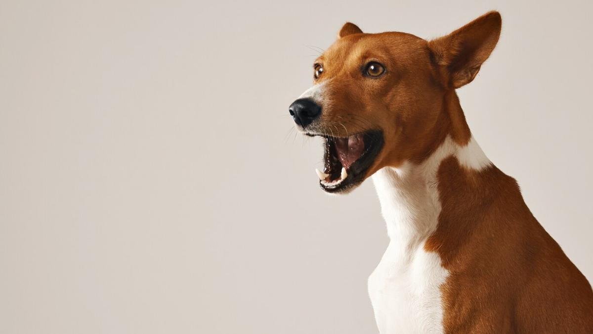 Собака лает