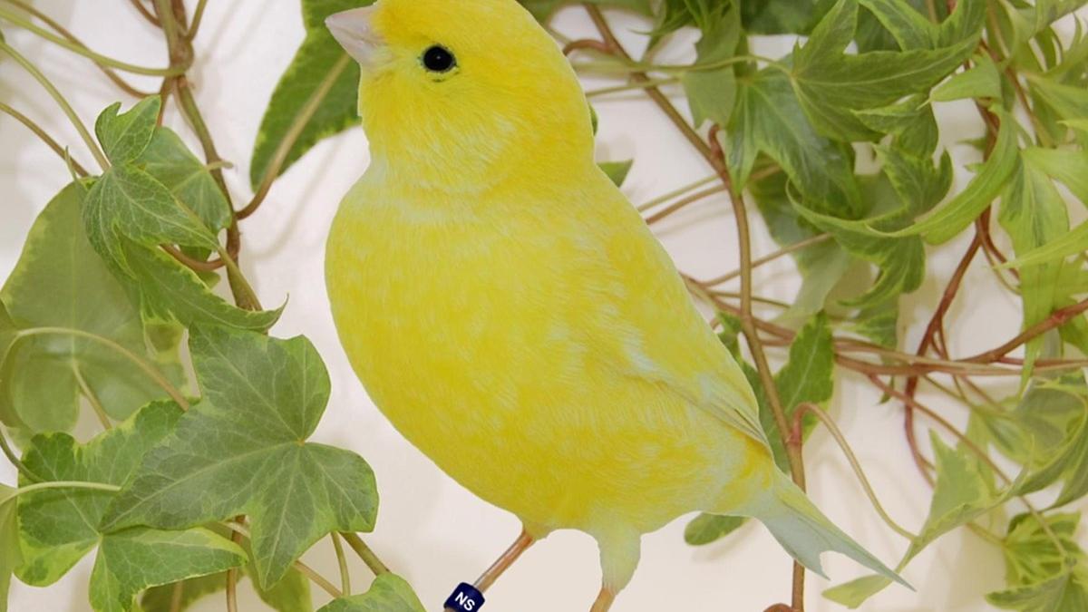 Желтая домашняя канарейка