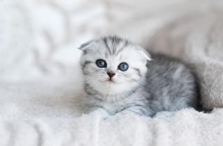 Имена для породистых кошек состоят из двух слов с общим префиксом помёта