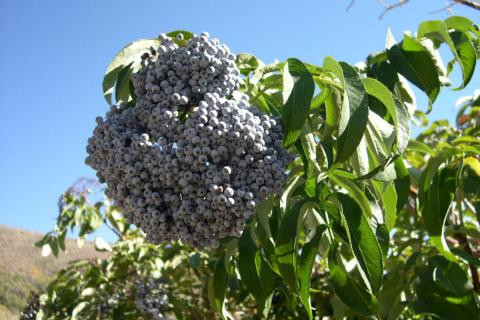 Умеренный полив повысил выживаемость сеянцев бузины