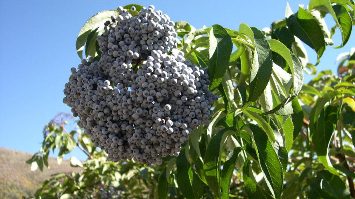 Голубая бузина