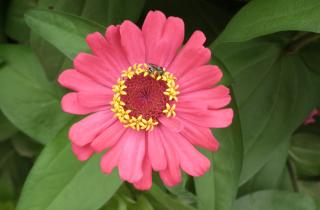 Поздний посев цинний дает полноценные кусты в мягком климате