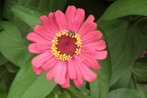 Поздний посев цинний дает полноценные кусты в мягком климате